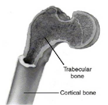 Types of osseous tissues: cortical and trabecular.