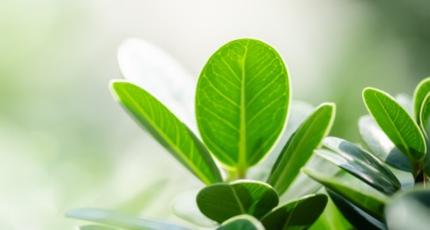 environnement